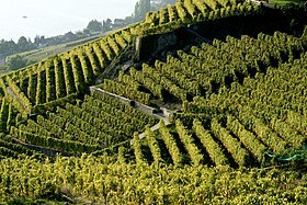 Lavaux, vignoble et hautains et en terrasses