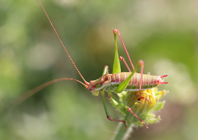 File:Leptophyes albovittata - Burgenland.jpg