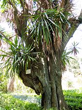 Stipe ramifié d'un Yucca gigantea très âgé