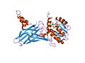 Protein arginine N-methyltransferase 1 (PRMT1)