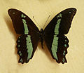 Papilio sosia (Medium Green-banded Swallowtail)