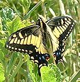 Papilio zelicaon (Anise Swallowtail)