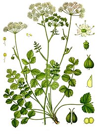 Pimpinella saxifraga[1]