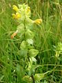 Rhinanthus angustifolius.