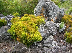 Population fertile de Psilotum nudum poussant sur une dalle de lave à Maui (Auwahi, Hawaï).