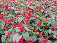 Salvia splendens