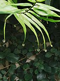 Flagellaria indica leaves