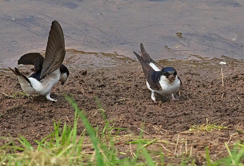 File:2018.05.19.-05-Werra-Bad Salzungen--Mehlschwalben.jpg