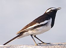 Skjorerle, Motacilla maderaspatensis. Foto frå Pune, Maharashtra, India Foto: Yogendra Joshi