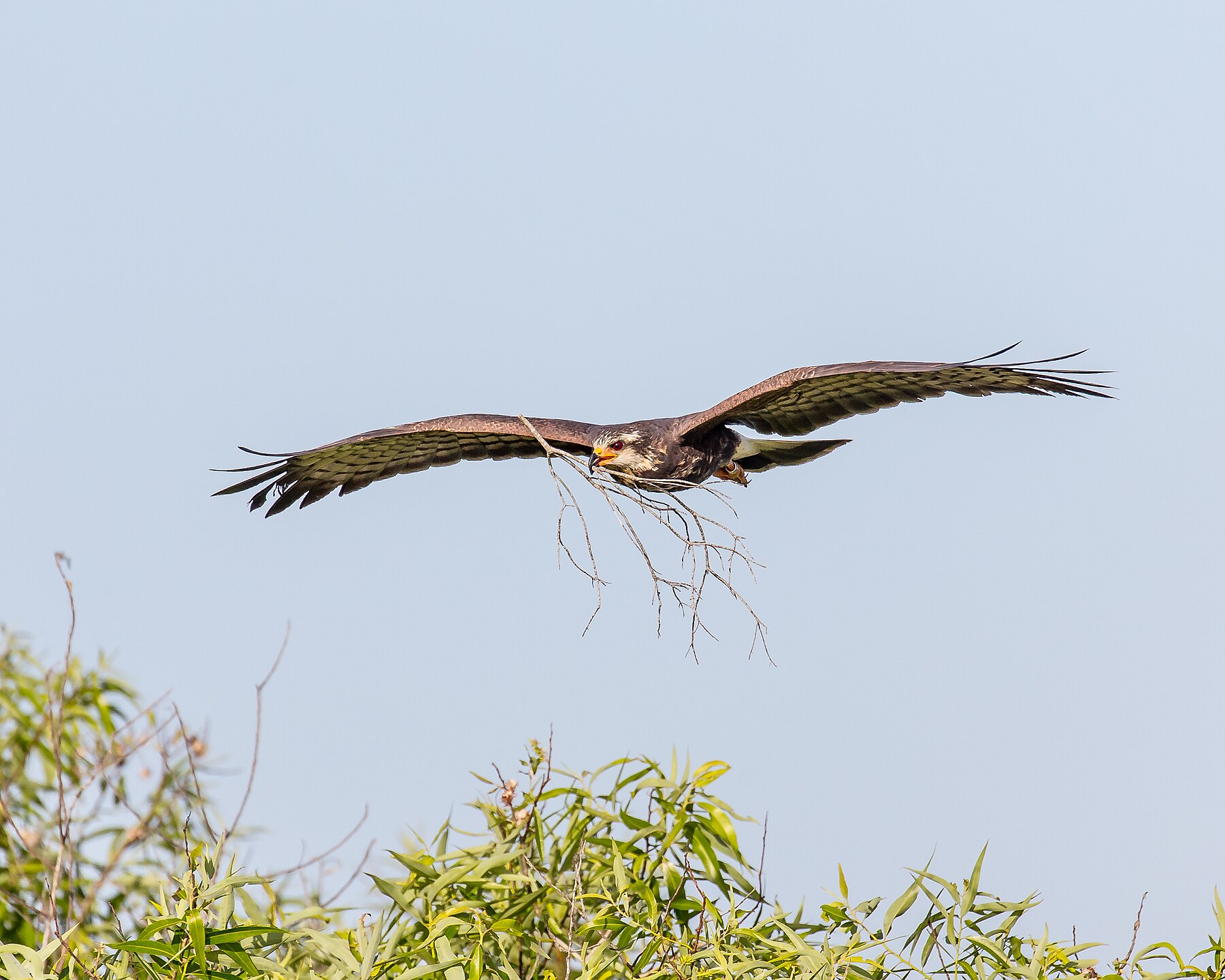 Une photographie d’un oiseau en vol.