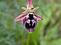 Ophrys reinholdii