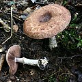 Agaricus lanipes