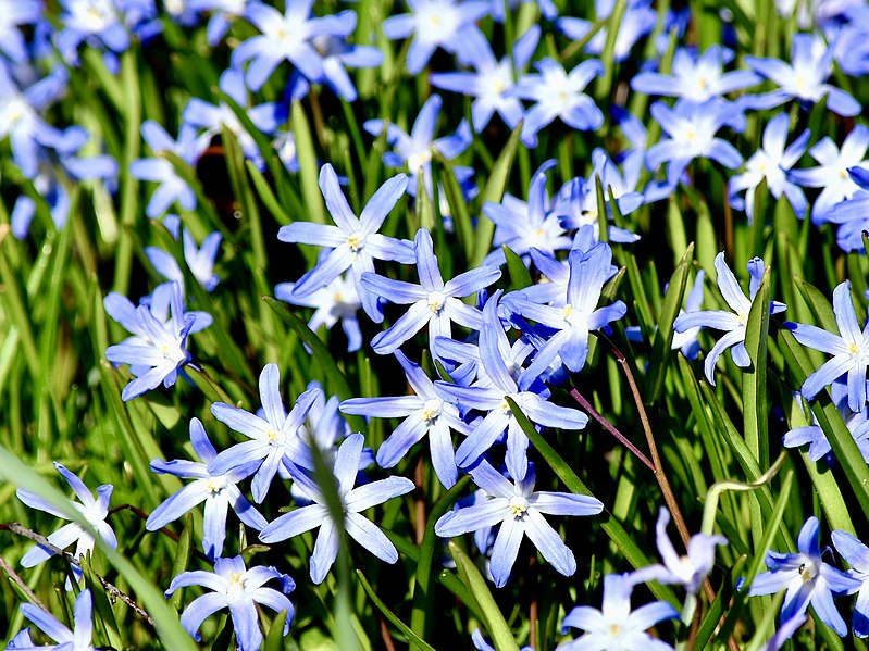 File:Asparagaceae Scilla forbesii 1.jpg