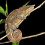 Thumbnail for File:Blue-legged chameleon (Calumma crypticum) male Ranomafana.jpg