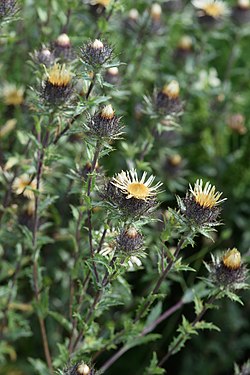 Parastais zeltdadzis (Carlina vulgaris)