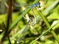 Coenagrion mercuriale còpula