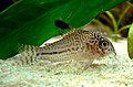 Corydoras trilineatus