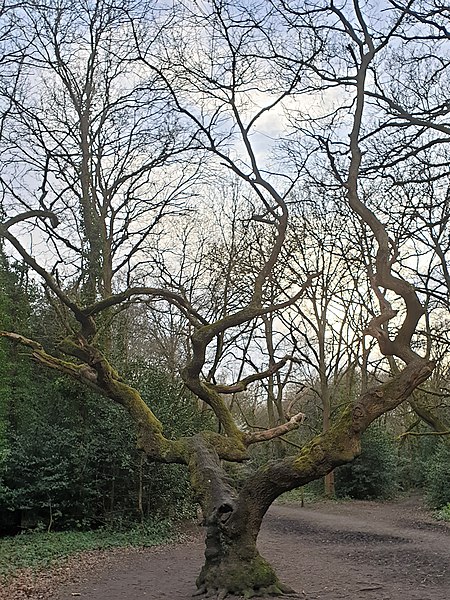 File:Fagales - Quercus robur - 52.jpg