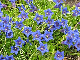 Cultivated, UWr Botanical Garden, Poland