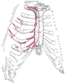 Face antérieure du sternum et des cartilages costaux.