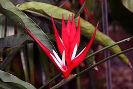 Heliconia angusta Red Holiday 2zz.jpg