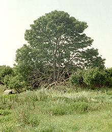 Üksik harilik saar Kõrgelaiu loodeosas, 2004