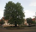 Gerichtslinde in Lohfelden-Vollmarshausen