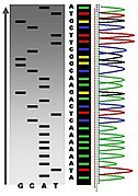 Radioactive Fluorescent Seq.jpg