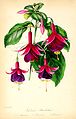 Fuchsia sp.