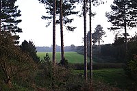 Rendlesham Forest