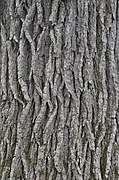 Bark