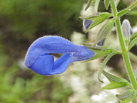 Salvia patens