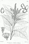 Black Myrobalan or Chebulic Myrobalan -- Terminalia chebula