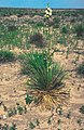 Yucca glauca