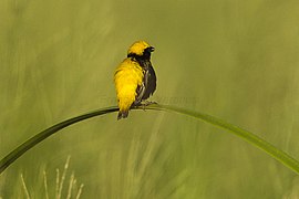 Yellow-crowned Bishop - Kenya NH8O1442 (22227760644).jpg