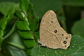 Melanitis leda-Kadavoor-2017-04-26-001.jpg