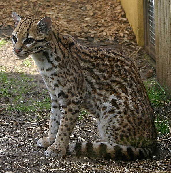 File:Ocelot Marwell Zoo.jpg