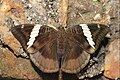 * Nomination Open wing nutrient sucking position of Euthalia phemius (Doubleday, 1848) - White-edged Blue Baron. By User:Thamblyok --Atudu 07:58, 28 October 2024 (UTC) * Promotion  Support Good quality. --ReneeWrites 10:20, 28 October 2024 (UTC)