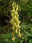 Gele monnikskap (Aconitum lycoctonum)