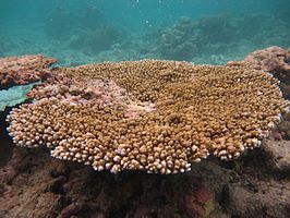 Acropora hyacinthus