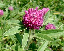 Trifolium alpestre