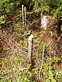 Tree felling by Beaver (Castor)