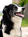 Border Collie