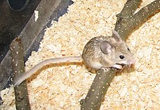 Calomyscus urartensis