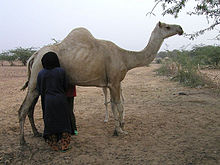 Camel milking in Niger.jpg