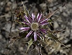 Carlina lanata