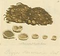 Ascobolus stercorarius:James Sowerbys Coloured Figures of English Fungi or Mushrooms