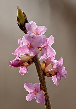 Daphne mezereum