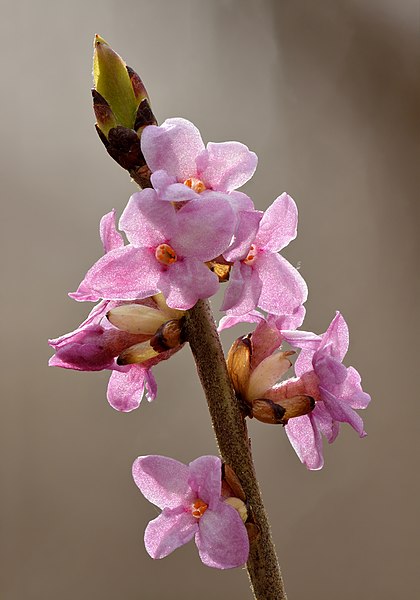 File:Daphne mezereum flowers - Keila.jpg