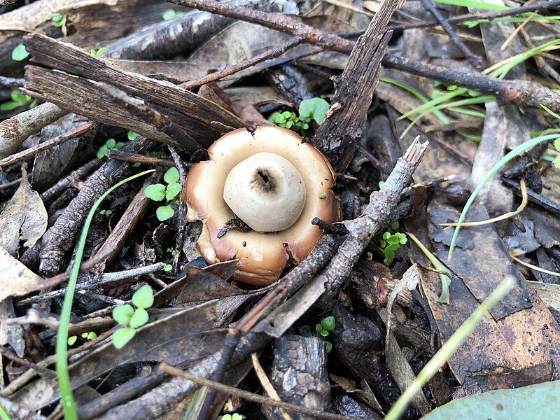 File:Geastrum triplex 82871136.jpg